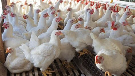 What Is Culling In Farm Animals